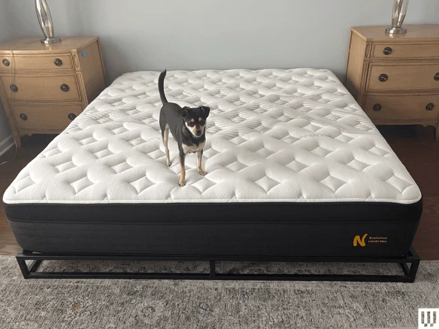 Image may contain: Furniture, Animal, Canine, Dog, Mammal, Pet, and Mattress