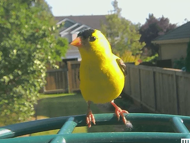 Image may contain: Animal, Bird, Finch, Beak, and Canary