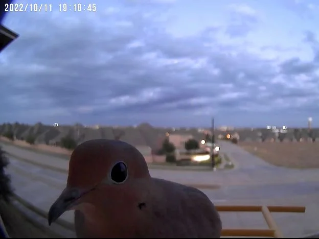 Camera on a bird feeder capturing a bird up close, curiously looking