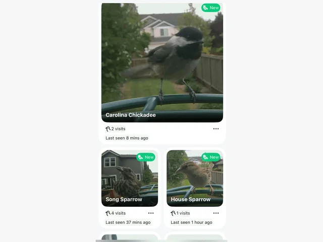 Image may contain: Animal, Beak, Bird, Jay, Car, Transportation, Vehicle, and Finch